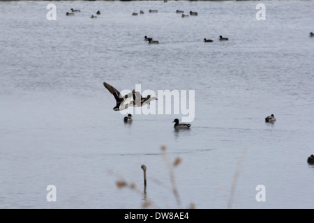 A pair of Mallard ducks in flight over a lake. Stock Photo