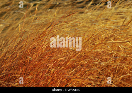 Katse, Lesotho, blur, close up, detail, wind blown yellow dry grass on winter morning, backgrounds, plants, abstract Stock Photo