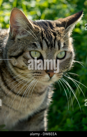 tabby cat in the garden Stock Photo