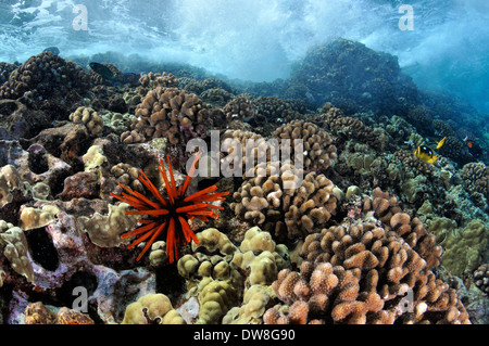 Waves crash on a healthy coral reef with a red slate pencil urchin, Heterocentrotus mamillatus, Molokini, Maui, Hawaii, USA Stock Photo