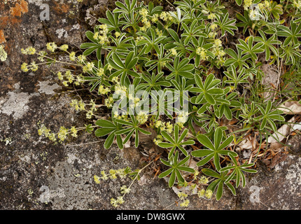 Silvery Lady's-mantle (Alchemilla plicatula) flowering French Pyrenees France June Stock Photo