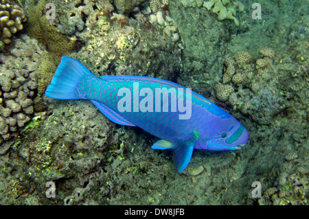 Spectacled parrotfish, Chlorurus perspicillatus, Hanauma Bay Marine Preserve, Oahu, Hawaii, USA Stock Photo
