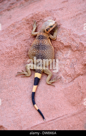 young male Chuckwalla climbing on a rock wall in the shade Stock Photo
