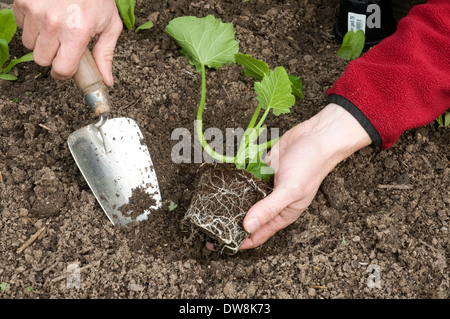 Planting Courgette / (Cucurbita pepo var. giromontiina) / shovel Stock Photo