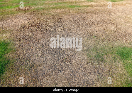 A patch of dry, brown, garden lawn, Scotland, UK, Europe