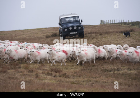 A Welsh Hill Farmer Shepherd With His Sheep, Mid Wales UK Stock Photo ...