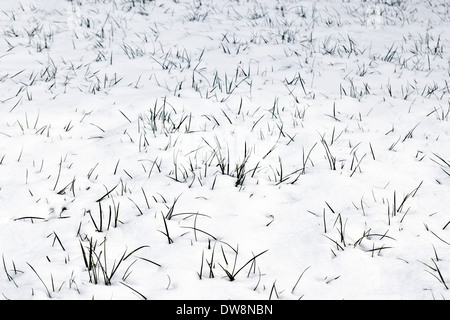 Green grass is coming through the white snow Stock Photo