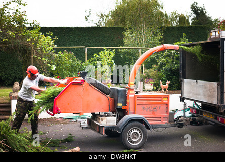 Gardener shredding conifer hedge trimmings in commercial petrol engine powered shredder UK Stock Photo