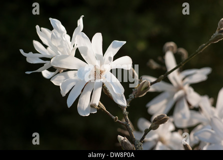 Magnolia stellata in flower UK Stock Photo