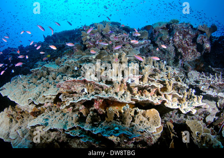 Schools of fish in a highly diverse coral reef, mostly Acropora sp., Fugavea Pass, Wallis Island, Wallis and Futuna Stock Photo