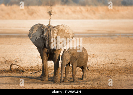 Zambia, South Luangwa National Park, African elephant (Loxodonta africana) spraying mud with its trunk.