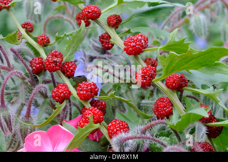 Strawberry Blite Stock Photo