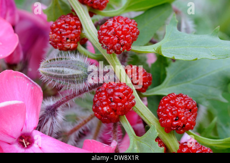 Strawberry Blite Stock Photo