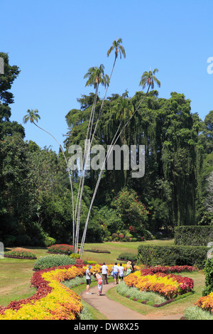 Sri Lanka, Kandy, Peradeniya Botanical Gardens, Stock Photo