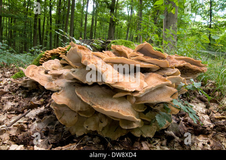 Giant Polypore Stock Photo