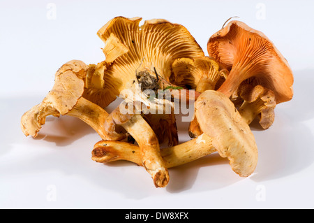 Chanterelle and False Chanterelle Stock Photo