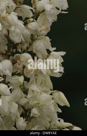 Yucca Flowers Stock Photo