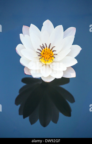 Beautiful white water lily flower reflected in the water Stock Photo