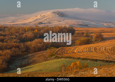 Aspen Trees In Autumn. Altai, Siberia, Russian Federation Stock Photo 