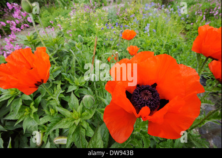 Papaver orientale, Red Oriental poppy flowers Stock Photo - Alamy