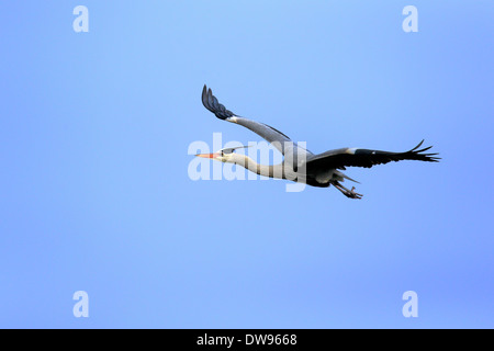 Grey Heron (Ardea cinerea), adult in breeding plumage, flying, Baden-Württemberg, Germany Stock Photo