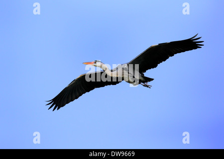 Grey Heron (Ardea cinerea), adult in breeding plumage, flying, Baden-Württemberg, Germany Stock Photo