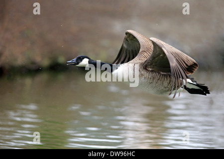 Canada Goose (Branta canadensis), adult, flying, Luisenpark, Mannheim, Baden-Württemberg, Germany Stock Photo