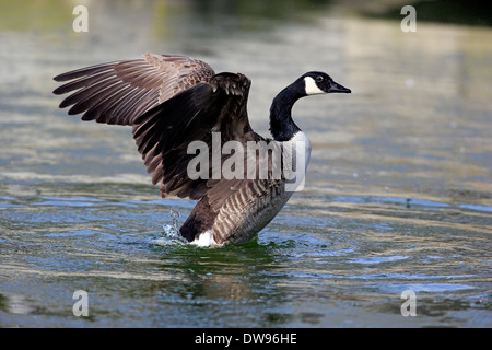 Canada Goose (Branta canadensis), adult, flapping wings, Luisenpark, Mannheim, Baden-Württemberg, Germany Stock Photo