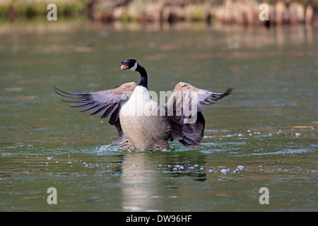 Canada Goose (Branta canadensis), adult, flapping wings, Luisenpark, Mannheim, Baden-Württemberg, Germany Stock Photo