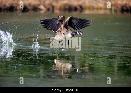 Canada Goose (Branta canadensis), adult, taking off, Luisenpark, Mannheim, Baden-Württemberg, Germany Stock Photo