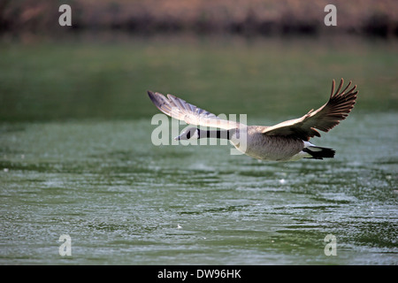 Canada Goose (Branta canadensis), adult, flying, Luisenpark, Mannheim, Baden-Württemberg, Germany Stock Photo