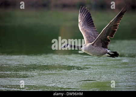 Canada Goose (Branta canadensis), adult, flying, Luisenpark, Mannheim, Baden-Württemberg, Germany Stock Photo