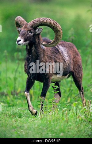 Mouflon (Ovis ammon musimon), adult, male, Germany Stock Photo