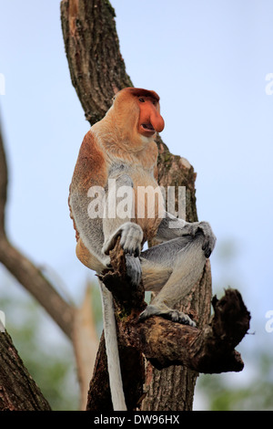 Proboscis Monkey (Nasalis larvatus), male, sitting on tree, Apeldoorn, Netherlands Stock Photo