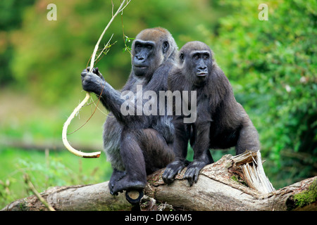 Western Lowland Gorilla (Gorilla gorilla gorilla), adult female with young, feeding, Apeldoorn, Netherlands Stock Photo