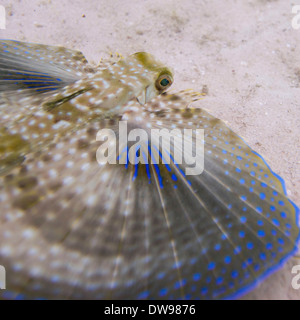 Closeup of a Flying Gurnard (Dactylopterus volitans) underwater Utila Island Bay Islands Honduras Stock Photo
