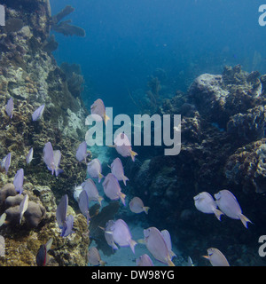 School of Blue Tang fish (Paracanthurus hepatus) swimming underwater Utila Bay Islands Honduras Stock Photo