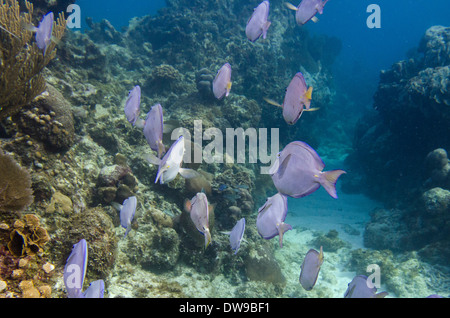 School of Blue Tang fish (Paracanthurus hepatus) swimming underwater Utila Bay Islands Honduras Stock Photo