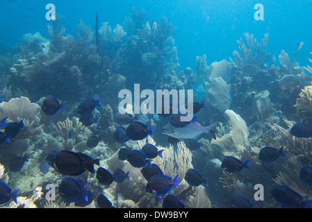 School of Blue Tang fish (Paracanthurus hepatus) swimming underwater, Utila, Bay Islands, Honduras Stock Photo