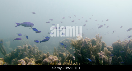 Underwater view of school of fish on coral reef Utila Bay Islands Honduras Stock Photo