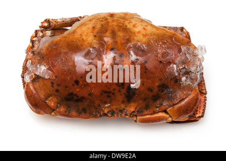 Frozen cooked edible brown crab, isolated on a white studio background. Stock Photo