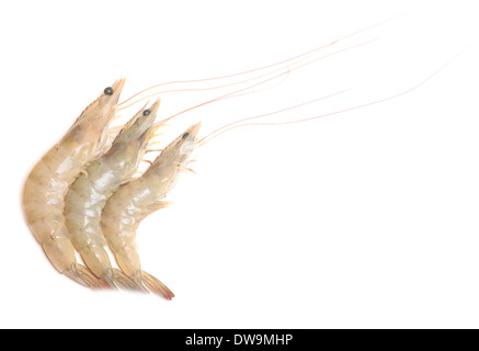 fresh shrimps isolated on white background Stock Photo