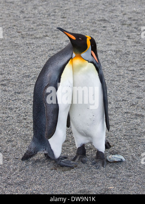 King Penguin (aptenodytes patagonicus) courting, St Andrews Bay, South Georgia Stock Photo