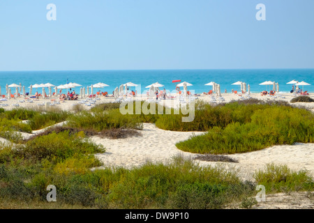 Sand dunes and Public beach on Saadiyat Island in Abu Dhabi United Arab Emirates. Stock Photo