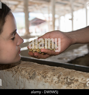 Closeup of a girl looking at coffee beans held by a person Finca El Cisne Honduras Stock Photo