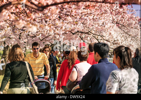 Many people enjoy Japanese cherry tree blossoms surrounding tidal basin, Washington DC, District of Columbia. USA Stock Photo