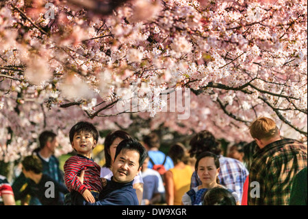 Many people enjoy Japanese cherry tree blossoms surrounding tidal basin, Washington DC, District of Columbia. USA Stock Photo