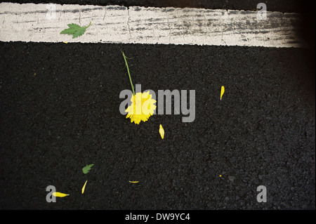 Yellow flower lying on road Stock Photo
