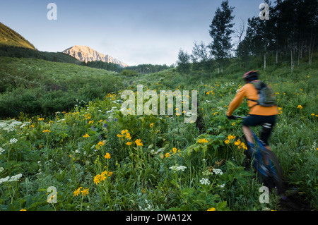 Man mountain biking on the Snodgrass Mountain Trail, West Elk Mountains, Crested Butte, Colorado, USA Stock Photo