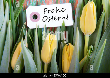 Label with the German Words Frohe Ostern which means Happy Easter and Tulips as Easter background Stock Photo